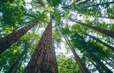 Zmowa w przetargach na utrzymanie zieleni - jest kara UOKiK