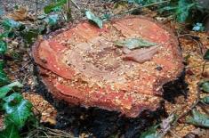 Drzewa pod blokiem nie można wyciąć 