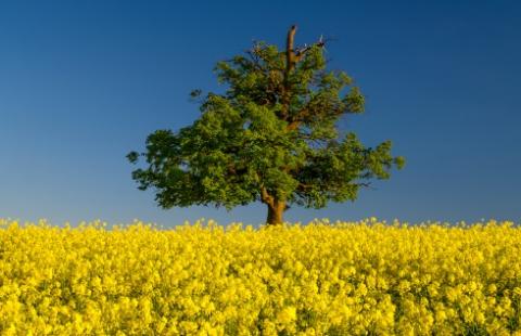 WSA: Prokurator umorzył, ale administracja mogła ukarać za zniszczenie drzew