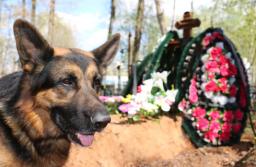 RPO: Psy w Gdańsku mogą wchodzić na cmentarze