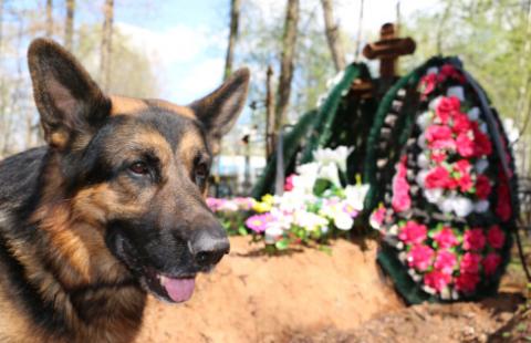 RPO: Psy w Gdańsku mogą wchodzić na cmentarze