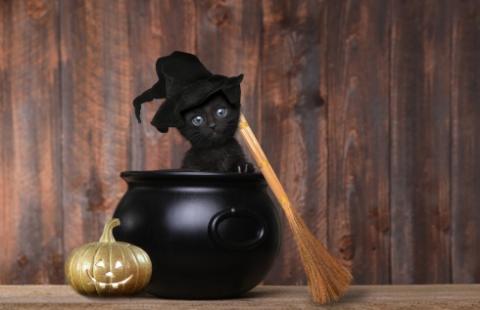 Prawnicze czary w Halloween z przymrużeniem oka