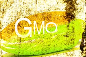 Od 2025 roku pasze GMO będą w Polsce zakazane