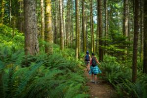 Organizacje pozywają Komisję Europejską przed TSUE w sprawie lasów