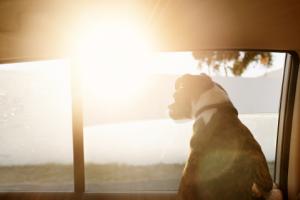 SN: Sędzia może stracić immunitet za znęcanie się nad psem