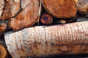 Przed wywózką drewno z lasu należy zalegalizować
