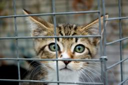 Kot też może być bezdomny, gminy mają wciąż problem z programami opieki nad zwierzętami