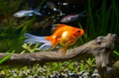 Przychód ze sprzedaży rybek akwariowych zwolniony z PIT