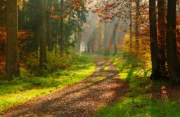 Kasacje RPO w sprawie kar za protesty w Puszczy Białowieskiej