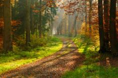 Kasacje RPO w sprawie kar za protesty w Puszczy Białowieskiej