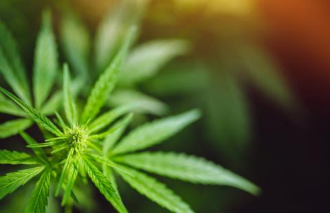 SN: Uchylenie immunitetu prokuratorowi, który na szkoleniu częstował marihuaną