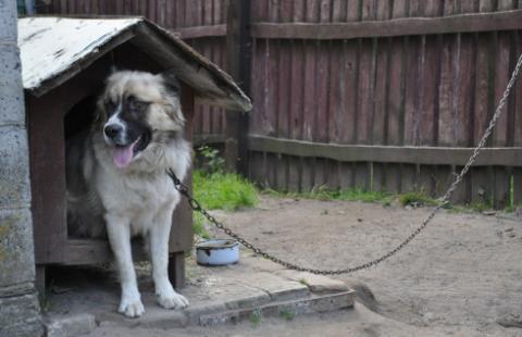 Organizacja może odebrać zwierzę, ale z wejściem na ogrodzoną posesję może mieć problem