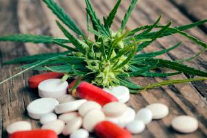 Uprawa medycznej marihuany – wpłynął jeden wniosek