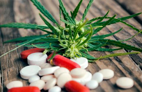 Uprawa medycznej marihuany – wpłynął jeden wniosek