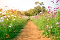 Zielony budżet - rządowa regulacja usztywni projekty obywatelskie