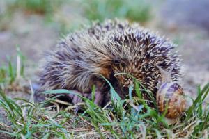 Ślimaki i jeże pomogły wstrzymać inwestycję, na którą zgodził się GDOŚ