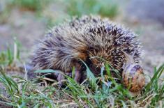 Ślimaki i jeże pomogły wstrzymać inwestycję, na którą zgodził się GDOŚ