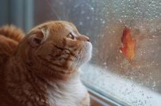 Wirus zabijający koty może być w mięsie - wskazują badania