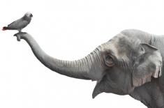 Nie będzie lwiej skóry przed kominkiem, posłowie chcą zaostrzyć przepisy