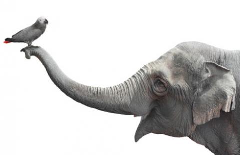 Nie będzie lwiej skóry przed kominkiem, posłowie chcą zaostrzyć przepisy