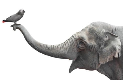 Prohibir la importación de animales en peligro de extinción a Polonia Prohibir la importación de animales en peligro de extinción a Polonia