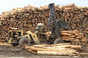 OZE z biomasy drzewnej ze wsparciem, ekolodzy i branża drzewna protestują