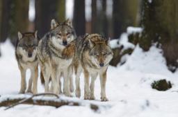 Apel przeciwko zabijaniu wilków w Europie