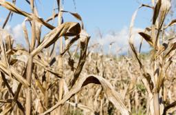 Rząd przedłuża składanie wniosków o rekompensaty za suszę