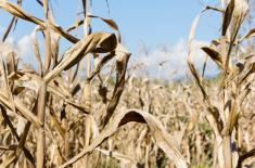 Rząd przedłuża składanie wniosków o rekompensaty za suszę