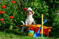 Psy nie mogą spacerować wszędzie, a zakazy muszą mieć upoważnienie