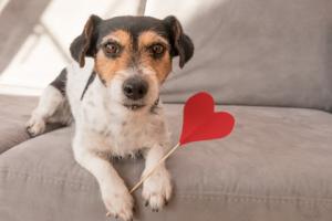 Przedsiębiorca odliczy wydatki na psa, ale tylko częściowo