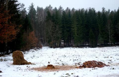 Nęcenie zwierząt jest dozwolone w określonych granicach