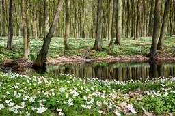 Europarlamentarzyści zdecydują o odbudowaniu dzikiej przyrody