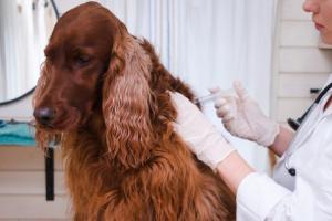 Psom i kotom ma być wygodniej, Inspekcja Weterynaryjna rozpoczyna kontrole