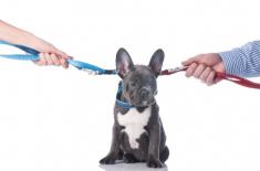 Pies w masie upadłości? Zwierzęta spłacają długi swoich właścicieli