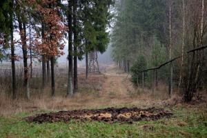 Sezonowe zakazy nie pomagają zwalczyć afrykańskiego pomoru świń