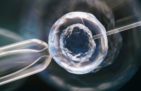 Nie będzie refundacji mrożenia tkanek jajnika - na przeszkodzie prawo