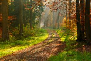 Za puszczenie luzem psa w lesie można dostać mandat
