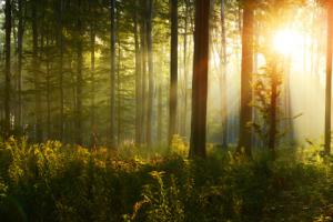 SN: Prawa człowieka ważniejsze niż ochrona lasów państwowych