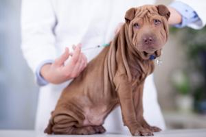 SN: Przeszczep nerki u psa ukarany upomnieniem