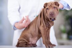 SN: Przeszczep nerki u psa ukarany upomnieniem