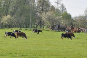 Będzie większy nadzór nad zdrowiem zwierząt