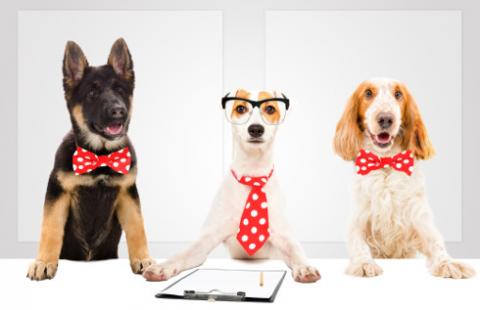 Zakaz posiadania zwierzaka – to nieskuteczna kara