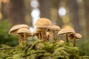 Psychodeliki. Rynek kwitnie, a badania naukowe są blokowane przez przepisy