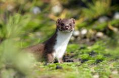 Posłowie wracają z pomysłem likwidacji ferm futrzarskich
