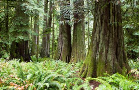 Specjalny zespół zajmie się ochroną drzew i krzewów