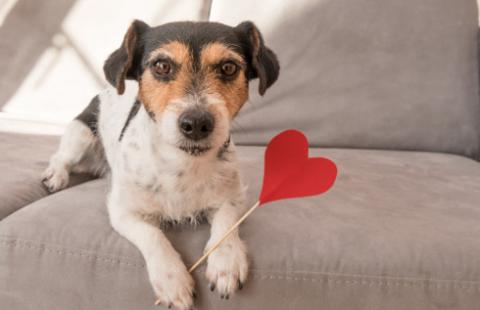 Zakaz trzymania psów na uwięzi coraz bliżej?