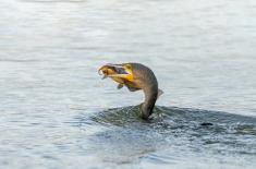 Oskarżeni o rzeź kormoranów skazani na więzienie