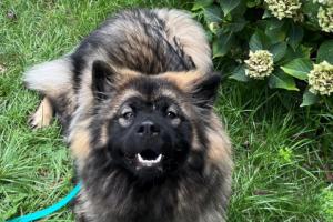 Pies na sali sądowej? Na razie tylko jako asystent