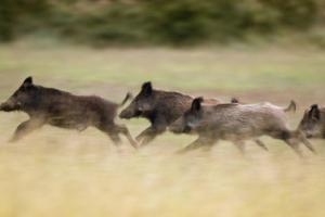 Zasady organizacji polowań naruszają prawa właścicieli gruntów